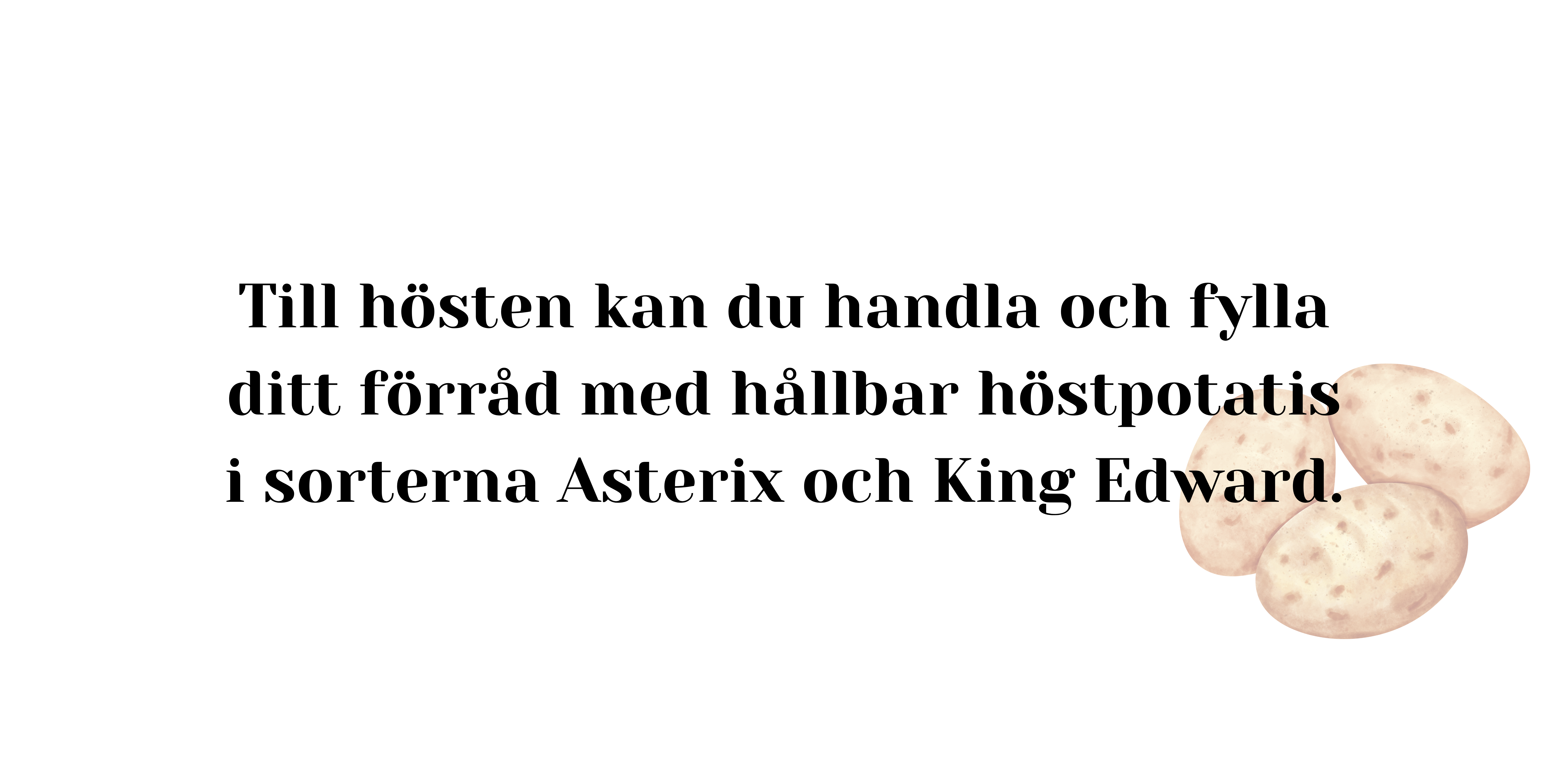 Till hösten kan du handla och fylla ditt förråd med hållbar höstpotatis i sorterna Asterix och King Edward.