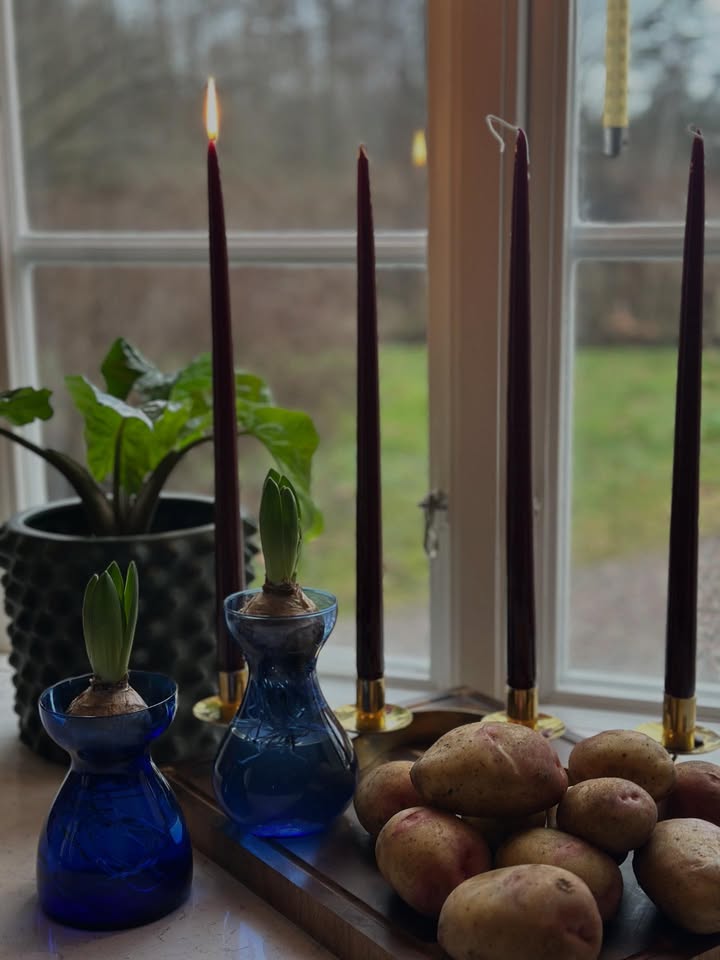 Backa Jordgubbsodling