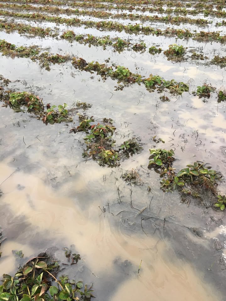 Backa Jordgubbsodling