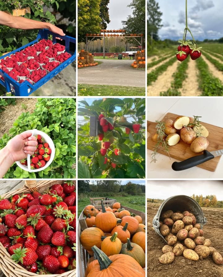 Backa Jordgubbsodling