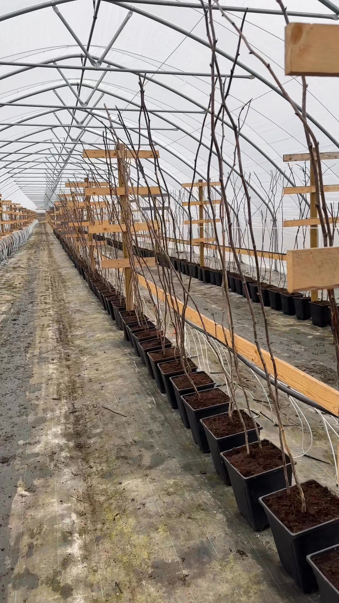 Backa Jordgubbsodling