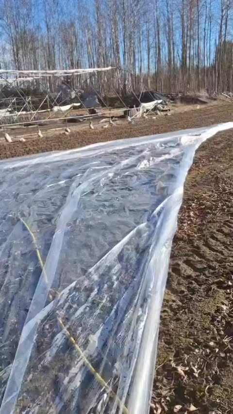 Backa Jordgubbsodling