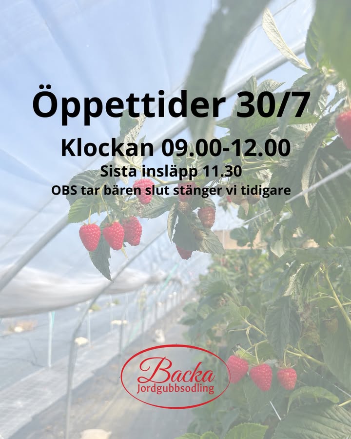 Backa Jordgubbsodling